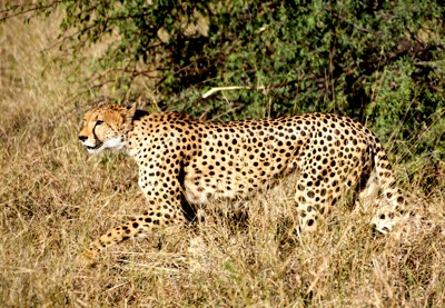 WID_2428 Cheetah